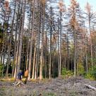 Online-Petition gegen die Waldstilllegungspläne der Thüringer Landesregierung gestartet